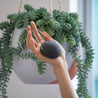 Hand holding plastic free charcoal konjac facial sponge with string to hang.