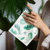 Wiping plant leaves with reusable Swedish dishcloth.